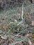 Spiranthes spiralis  - Patrick Serra