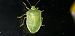 Nezara viridula  - Michele Cento