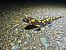Salamandra comuna (Salamandra salamandra) © Andreu Duclau