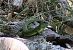 Ramarro orientale / occidentale (Lacerta viridis / bilineata) © Mannucci Cosimo