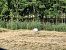 Ibis sacro (Threskiornis aethiopicus) © Mannucci Cosimo