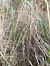 Spiranthes spiralis  - Assumpta Molist