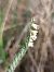 Spiranthes spiralis  - Assumpta Molist