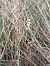 Spiranthes spiralis  - Assumpta Molist