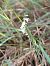 Spiranthes spiralis © Assumpta Molist