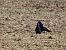 Graula (Corvus frugilegus) © Joan Pessarrodona