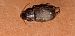 Harpalus sp. © Michele Cento