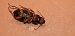 Pseudoophonus rufipes  - Michele Cento