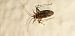 Phytocoris sp.  - Michele Cento