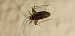 Phytocoris sp. © Michele Cento