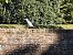 Airone guardabuoi (Ardea ibis) © Johannes Freudenberger