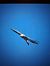 Gipeto (Gypaetus barbatus) © Levi Simone