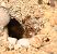 Pheidole pallidula © Alberto Manganaro