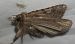 Amphipyra sp. © Alberto Manganaro