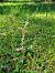 Spiranthes spiralis  - Jeanne Boin