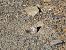 Faune lleonat (Hipparchia semele) © Andreu Canut i Font