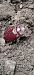 Oryctes nasicornis © Udo Thoma