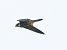 Eurasian Hobby (Falco subbuteo) © Roberto Villani
