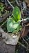 Himantoglossum robertianum - Alain Bultez