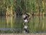 Black Stork (Ciconia nigra) © César Piñol Baena