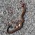 Vipera comune (Vipera aspis) © Carlotta Fassina