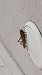 Locusta migratoria © Riccardo Tucci