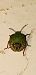 Nezara viridula  - Michele Cento