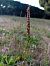 Spiranthes spiralis (Spiranthe d'automne) © Eole Lemasson