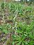 Spiranthes spiralis (Spiranthe d'automne) © Rudi Vanherck