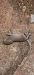Ratto delle chiaviche (Rattus norvegicus) © Giacomo Sgorlon