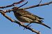 Prispolone (Anthus trivialis) © Paolo Zonta
