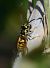 Vespula germanica © Alberto Manganaro