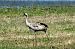 Gru (Grus grus) © Nicola Norante