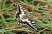 Papilio machaon © Lorenzo Lanzani