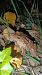 Gripau comú (Bufo spinosus) © Mercè Bou