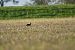 Glossy Ibis  - Agata Balicka