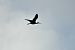 Glossy Ibis  - Agata Balicka