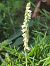 Spiranthes spiralis  - Christian Fleury