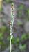 Spiranthes spiralis (Spiranthe d'automne) © Alain Bultez