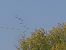 Gru (Grus grus) Anonimo