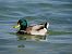 Germano reale (Anas platyrhynchos) © Florentin Leroux