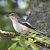 Balia nera (Ficedula hypoleuca) © Erika Mero