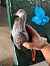 Piccione indet. (Columba sp.) Anonimo