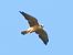 Falco cuculo (Falco vespertinus) © Massimo Tassinari