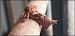 Sylvine (Triodia sylvina) © Giuseppe Di Lieto
