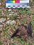 Myotis crypticus  - Fabrizio Florit (FVG)