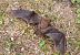Myotis crypticus  - Fabrizio Florit (FVG)