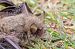Myotis crypticus  - Fabrizio Florit (FVG)