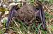 Kryptisches Mausohr (Myotis crypticus) © Fabrizio Florit (FVG)