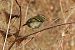 Luì forestiero (Phylloscopus inornatus) © Lorenzo Lanzani